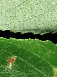 Salix ×fragilis. Leaf surfaces and margins.
 Image: D. Glenny © Landcare Research 2020 CC BY 4.0